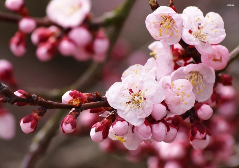 THÔNG BÁO LỊCH NGHỈ TẾT DƯƠNG LỊCH 2025