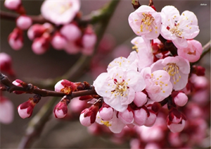 THÔNG BÁO KẾ HOẠCH NGHỈ TẾT NGUYÊN ĐÁN ẤT TỴ, 2025